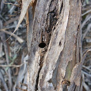 Astraeus major, PL5374, larval host plant, Eucalyptus leptophylla stem with exit hole, SE, photo by A.M.P. Stolarski, 15.4 × 6.3 mm